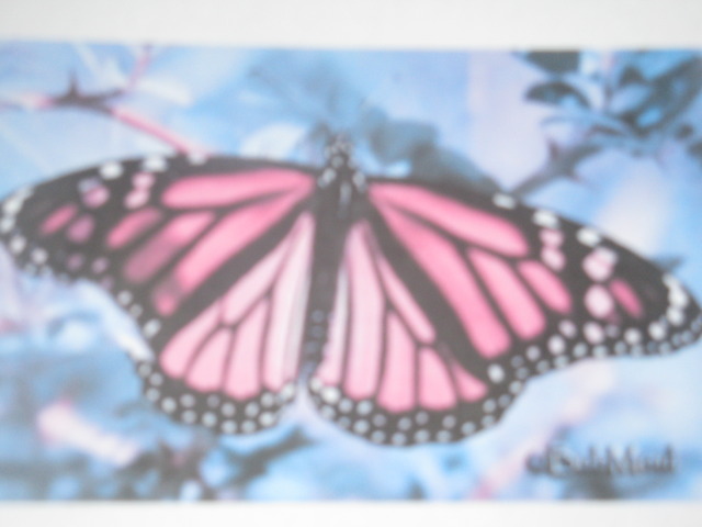 The pupa changes colour and hatches into a butterfly