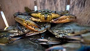 Maryland and Virginia issue emergency regulations on blue crab harvest the decline in population has been declared a federal disaster