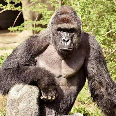 Timeline: Holocaust timeline