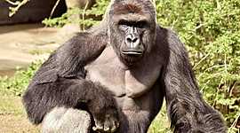 Timeline: Holocaust timeline