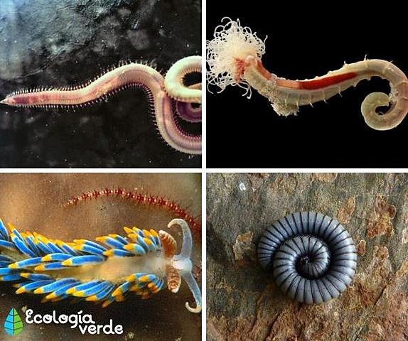 Primera Agrupación Neuronas