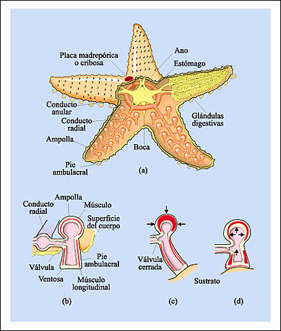 Cordones Nerviosos en Invertebrados