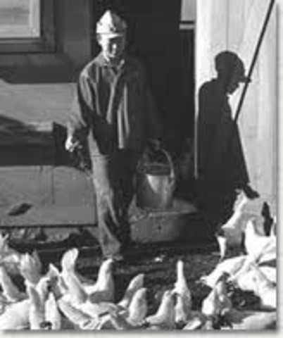 Schechter Poultry Corp. v. United States