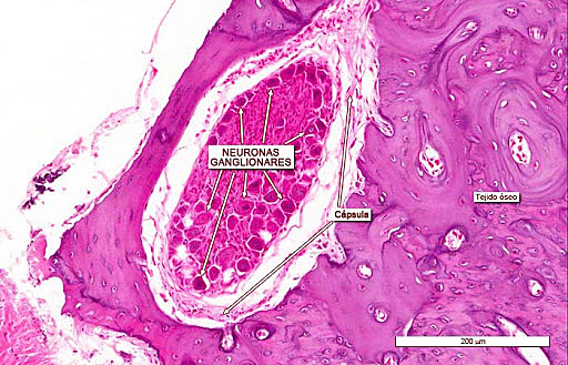 Ganglios Nerviosos