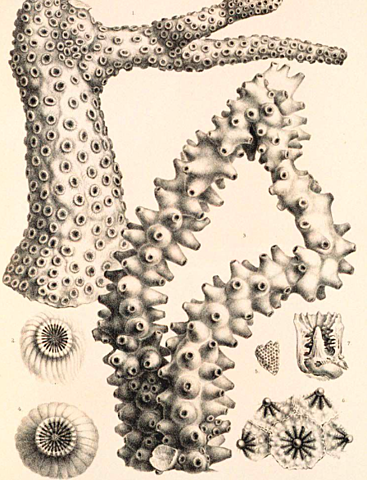 Early Marine Survey of the Americas