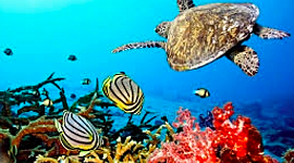 Timeline: Emerald Aquatic Science Timeline