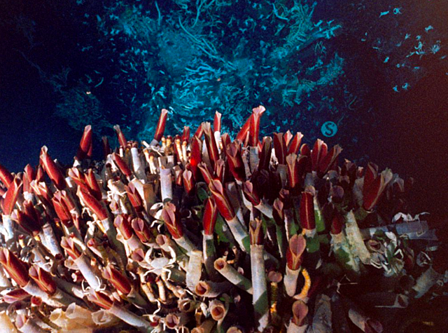 Giant tube worms