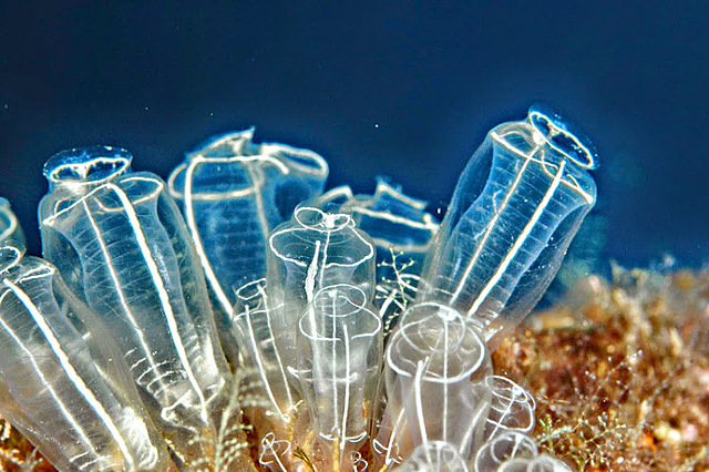 Primera Agrupación Neuronal