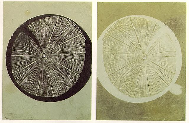 William Henry Fox Talbot: Photomicrograph