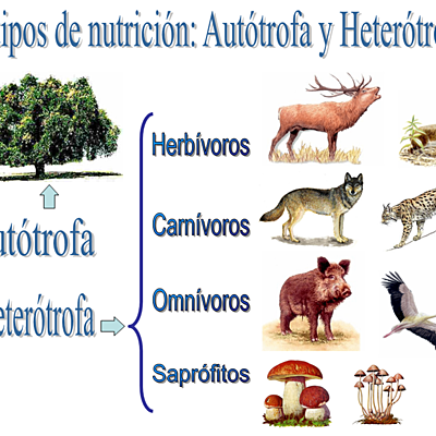 Timeline: la historia de la nutrición