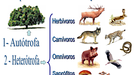 Timeline: la historia de la nutrición