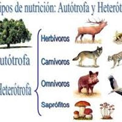 Timeline: la nutricion