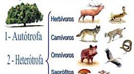 Timeline: la nutricion