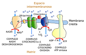 Paul D. Boyer, John E. Walker, Jens C. Skou