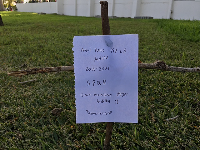 El funeral de Pip, La Ardilla