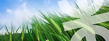 Primera Licenciatura