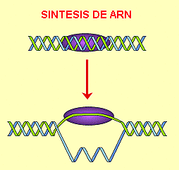 Reprogramación de ARN.