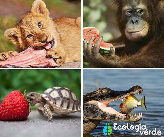 2011:Se divide la nutricion heterotrofa.