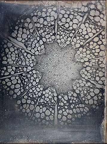 Andreas Ritter von Ettingshausen: Microscopic Daguerrotype