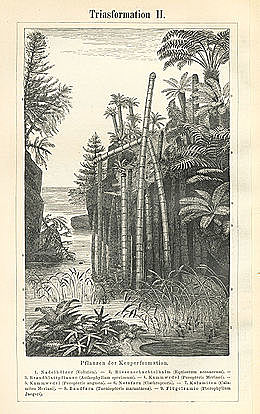 Fanerozoico-Mesozoico-Triásico