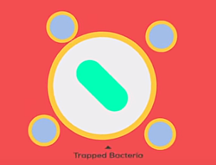 El macrófago atrapa al intruso