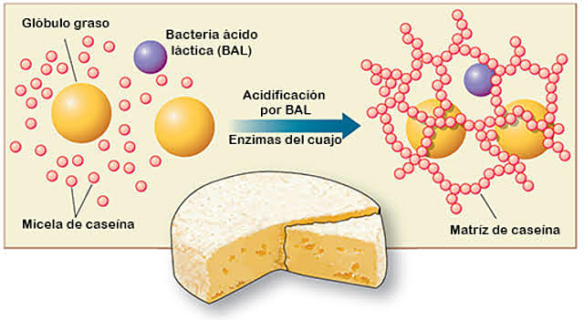 Fabricación de queso