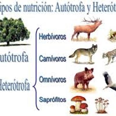 Timeline: Nutrición en los seres vivos