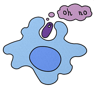 Llegada de los macrófagos