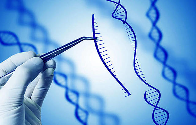 Ingeniería Genética