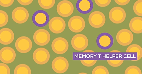 La celula T se duplica