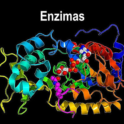Timeline: Historia de la Enzimología