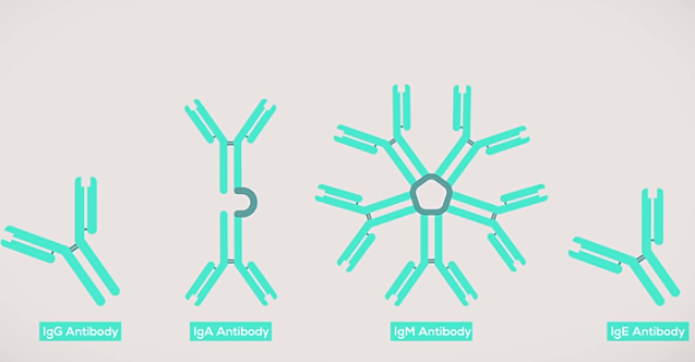 Lo que producen las celulas B