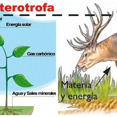 Timeline: nutricion en los seres vivos