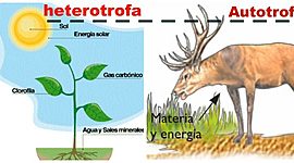 Timeline: nutricion en los seres vivos