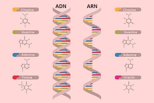 Diferencia entre el DNA y RNA