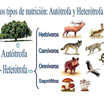 Timeline: HISTORIA DE LA NUTRICION
