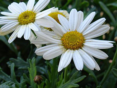 Semillas de crisantemo.