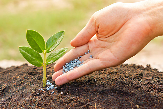 Inseminación artificial y la fertilización.