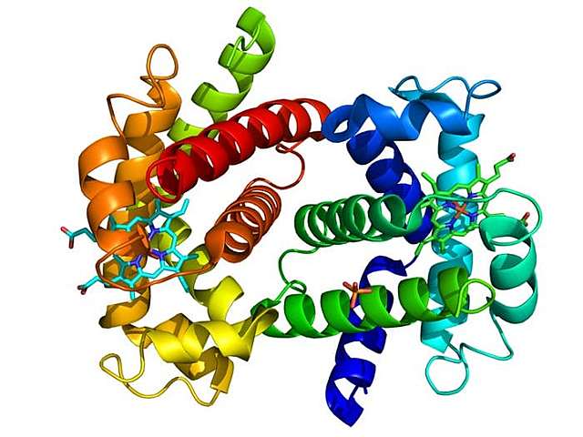 Descubrimiento de las proteínas y aislamiento de las enzimas.