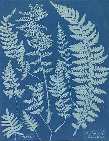 Anna Atkins: Photographs of British Algae