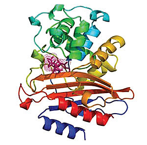 Se publicó la primera versión de la nomenclatura enzimática