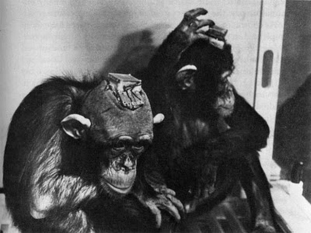 Experimentos de Lobotomía