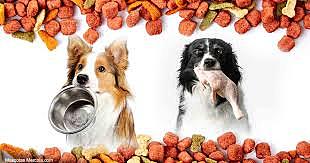 los perros solo sobreviven con protehina