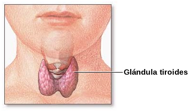 glándula tiroides