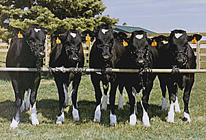 Dinastía Patagonia.