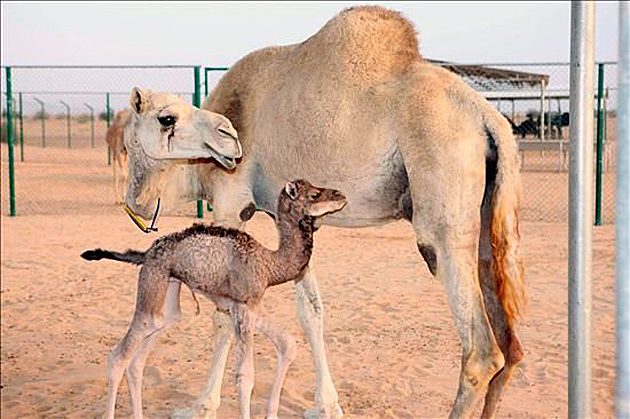 Primer clon de camello y toro Brangus.