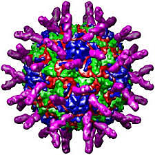 Se completan genomas.