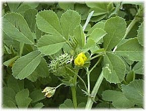 Secuenciación del genoma de la papa y de medicago truncatula.