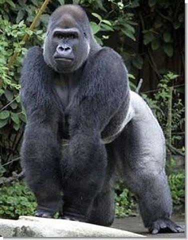 Genoma del gorila, cerdo y jabalí.