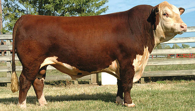 Primer genoma bovino.